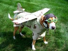 volando con mascotas volando con mascotas Volando con mascotas