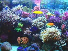 Arrecifes de coral Descubre Oceanía